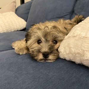 Meet your Posher, Jordan